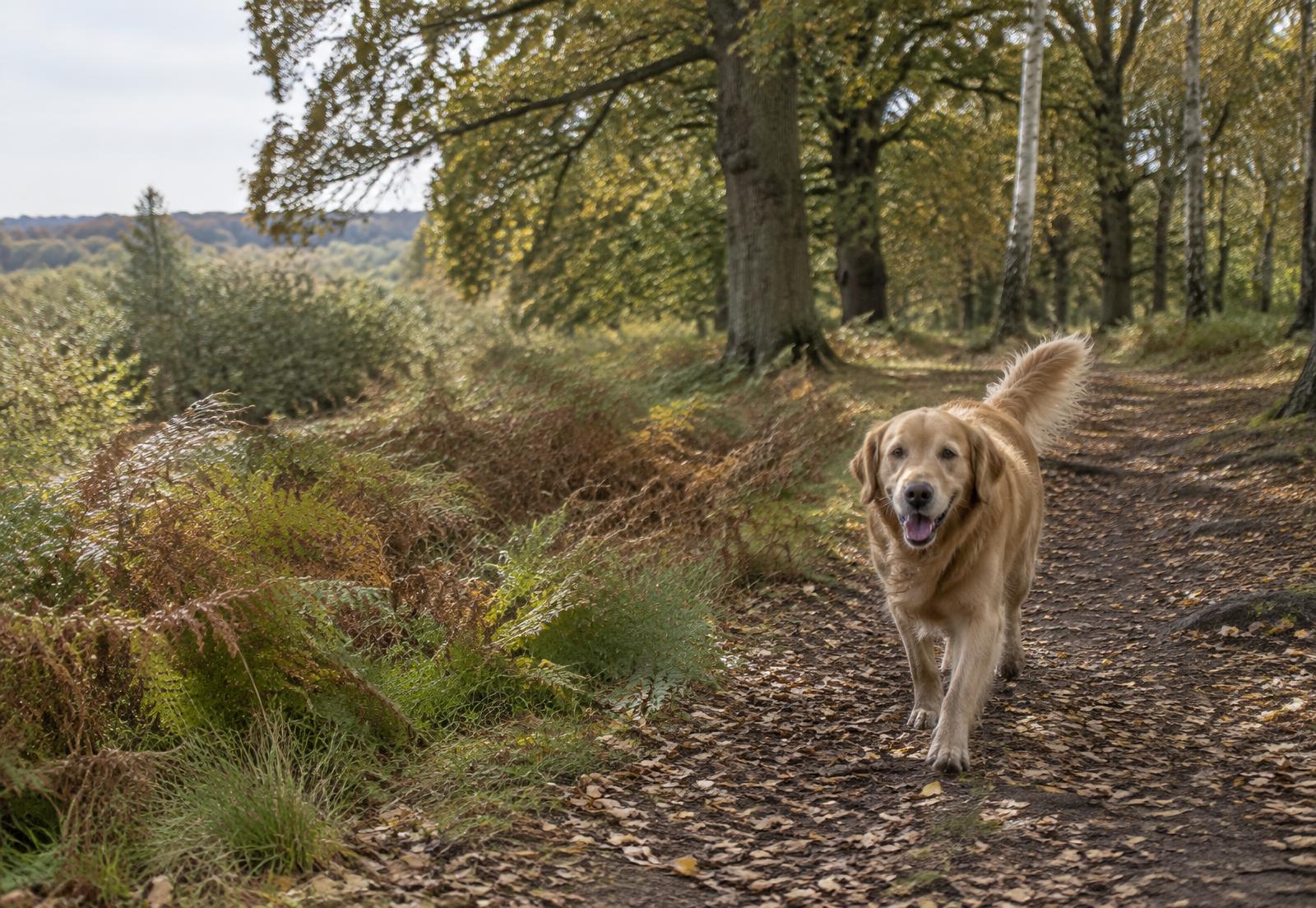 A happy golden retriever trotting along a leafy woodland path in autumn